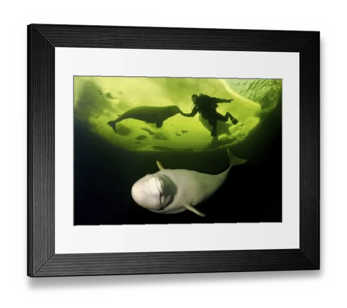 Framed Print : Diver and Belugas, White whales (Delphinapterus leucas) Framed Print : Diver and Belugas, White whales (Delphinapterus leucas)