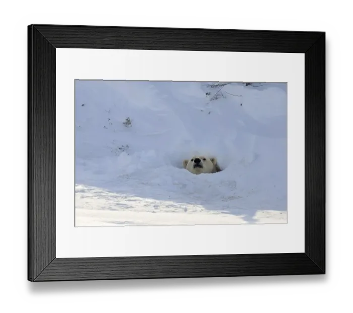 Framed Print : Polar bear (Ursus maritimus) looking out of cave