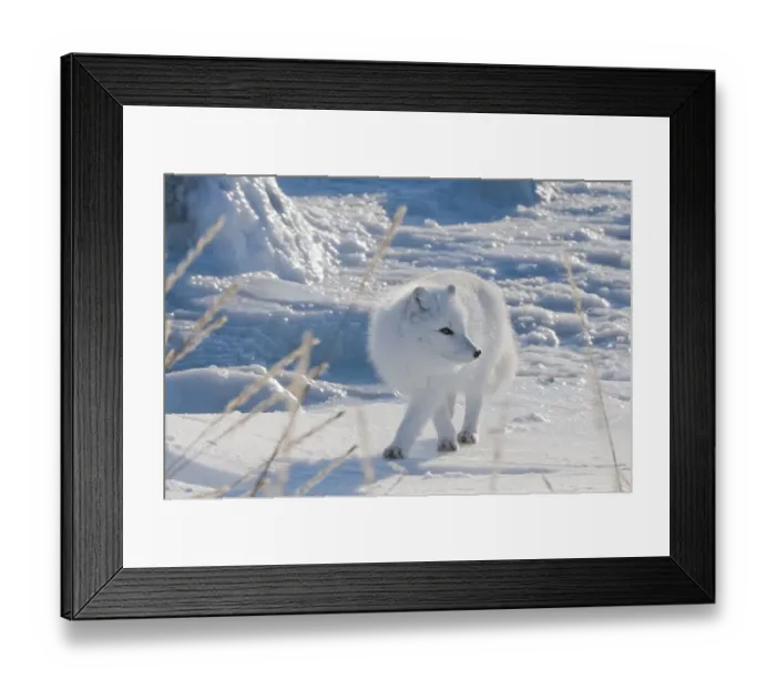 Framed Print : Arctic Fox (Vulpes lagopus)