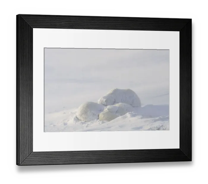 Framed Print : Polar Bear (Ursus maritimus), adult female and two cubs Framed Print : Polar Bear (Ursus maritimus), adult female and two cubs