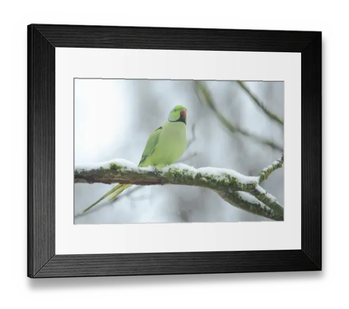 Framed Print : Female collared parakeet (Psittacula krameri) in winter with snow in Bad Schoenborn Framed Print : Female collared parakeet (Psittacula krameri) in winter with snow in Bad Schoenborn