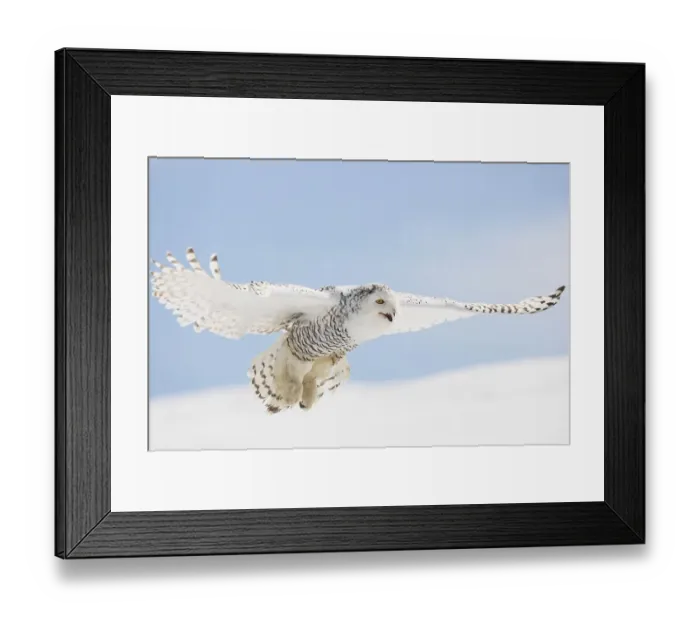 Framed Print : Snowy Owl (Nyctea scandiaca), female