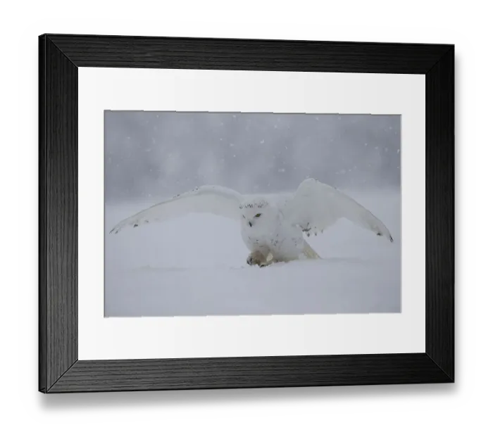 Framed Print : Snowy owl (Nyctea scandiaca)