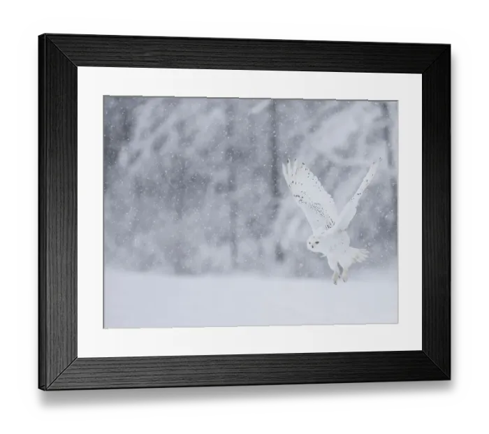 Framed Print : Snowy owl (Nyctea scandiaca)