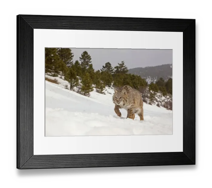 Framed Print : Bobcat (Lynx rufus) adult, walking in snow during snowfall Framed Print : Bobcat (Lynx rufus) adult, walking in snow during snowfall
