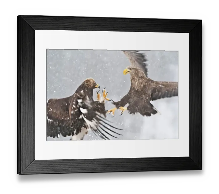 Framed Print : White-tailed Eagle (Haliaeetus albicilla) adult Framed Print : White-tailed Eagle (Haliaeetus albicilla) adult