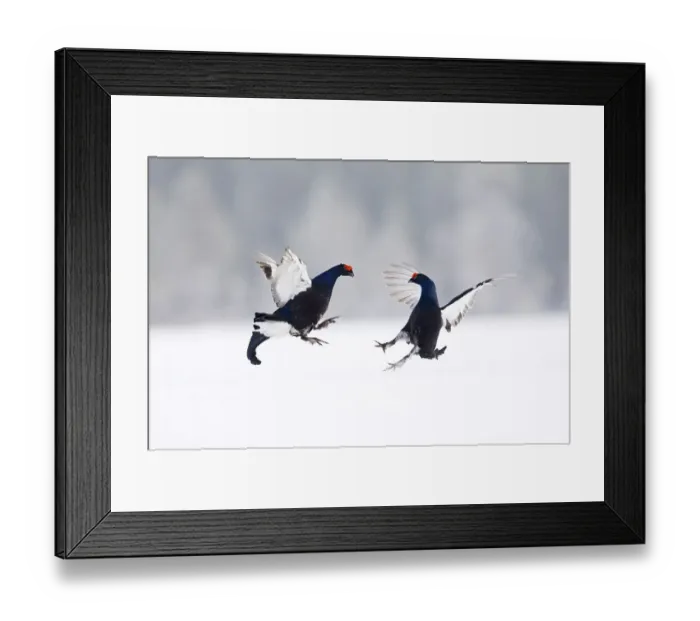 Framed Print : Black grouse (Tetrao tetrix) two adult males fighting at the lick in the snow Framed Print : Black grouse (Tetrao tetrix) two adult males fighting at the lick in the snow