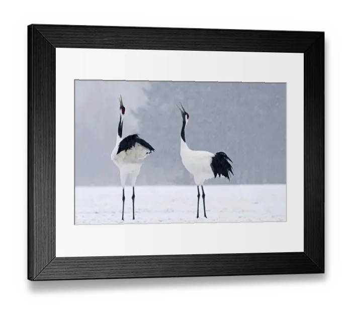 Framed Print : Japanese red-crowned crane (Grus japonensis) Framed Print : Japanese red-crowned crane (Grus japonensis)