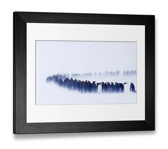 Framed Print : King penguin (Aptenodytes patagonicus) huddled together during a snowstorm Framed Print : King penguin (Aptenodytes patagonicus) huddled together during a snowstorm