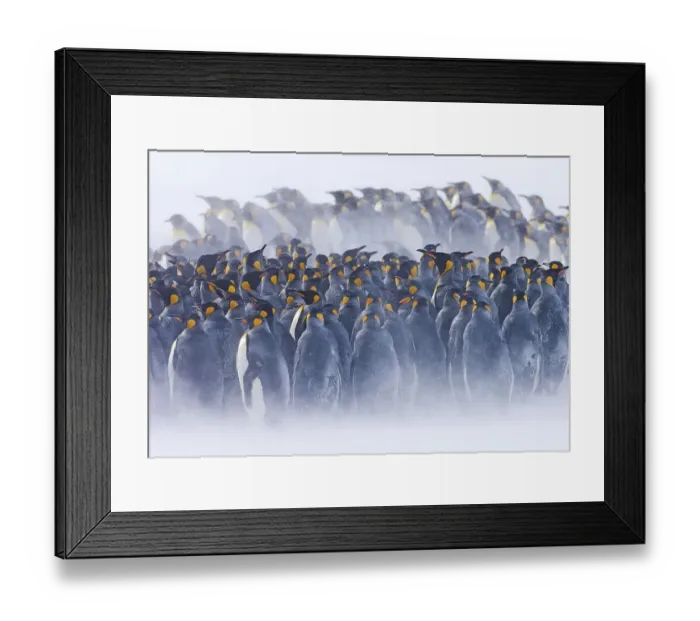 Framed Print : King penguin (Aptenodytes patagonicus) huddled together during a snowstorm