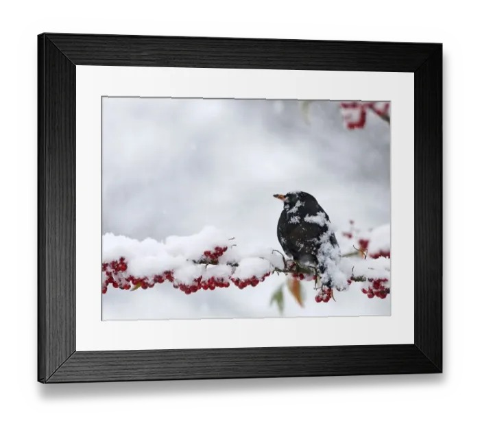Framed Print : European blackbird (Turdus merula) adult male