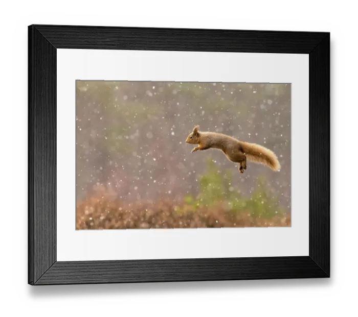 Framed Print : Eurasian red squirrel (Sciurus vulgaris)