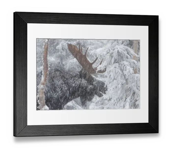 Framed Print : Elk, moose, deer, ungulates, even-toed ungulates Framed Print : Elk, moose, deer, ungulates, even-toed ungulates