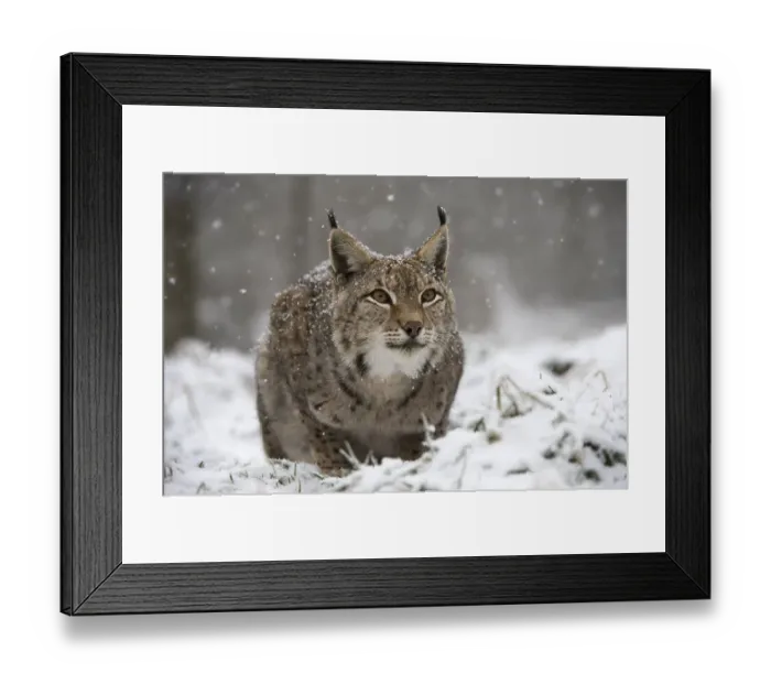 Framed Print : Lynx or Eurasian lynx (Lynx lynx), Germany, Europe
