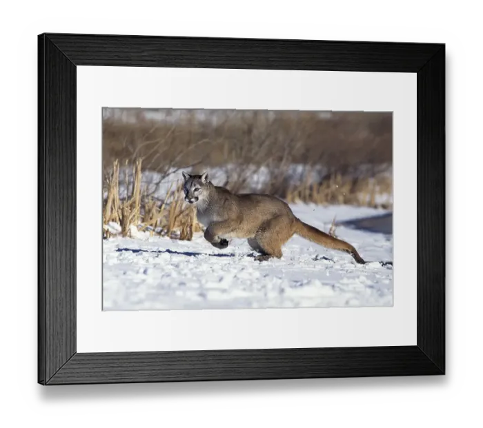 Framed Print : Cougar (puma concolor), Adult running on Snow Framed Print : Cougar (puma concolor), Adult running on Snow
