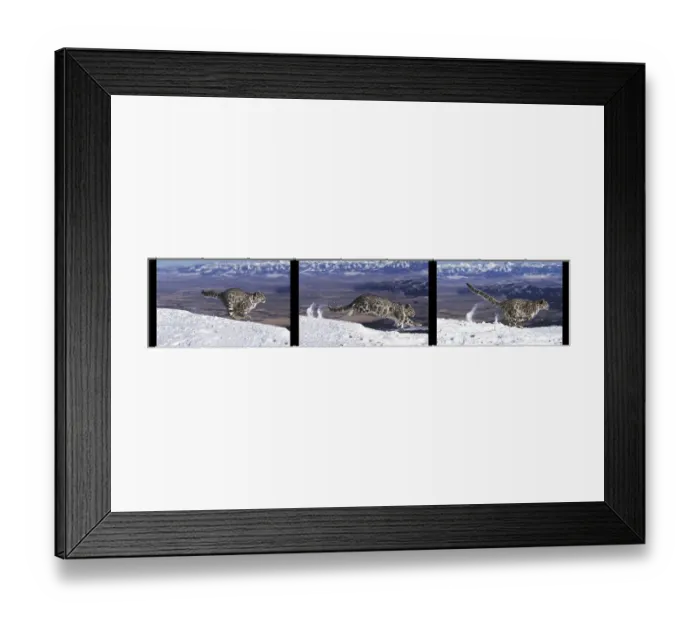 Framed Print : Snow Leopard or Ounce, uncia uncia