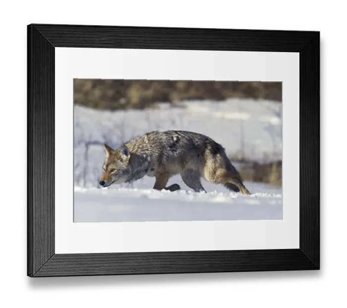 Framed Print : Coyote (canis latrans), Adult walking on Snow