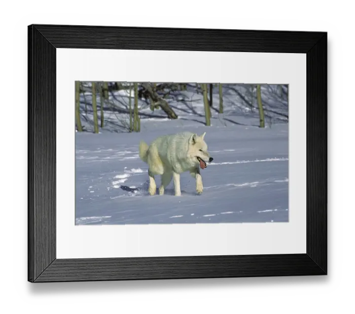 Framed Print : Arctic Wolf (canis lupus tundrarum) Framed Print : Arctic Wolf (canis lupus tundrarum)