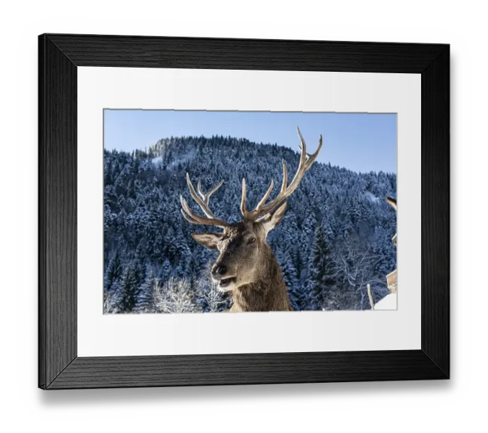 Framed Print : Deer on the Reiseralm near Lenggries