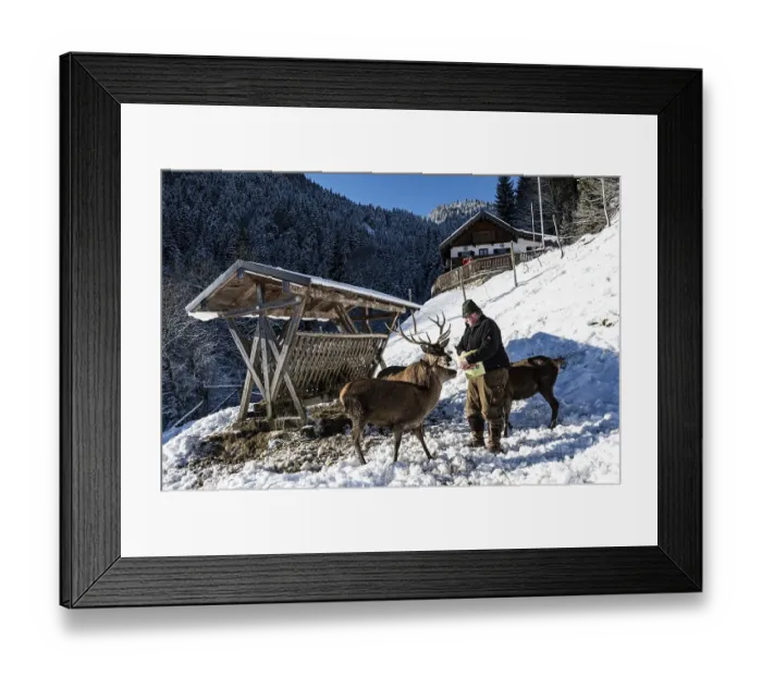 Framed Print : Deer feeding at the Reiseralm near Lenggries with host Alois Oswald