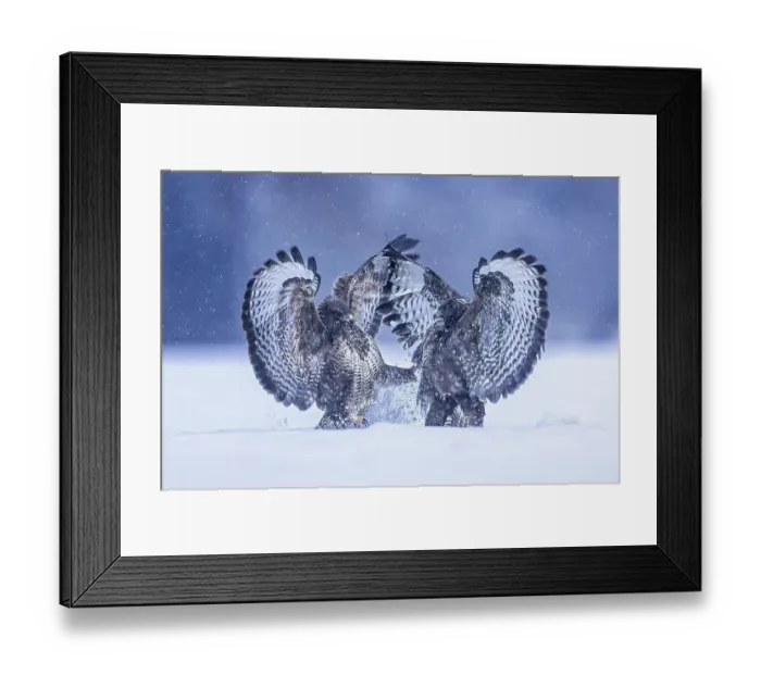 Framed Print : Steppe buzzard (Buteo buteo) Territorial dispute between two birds of prey