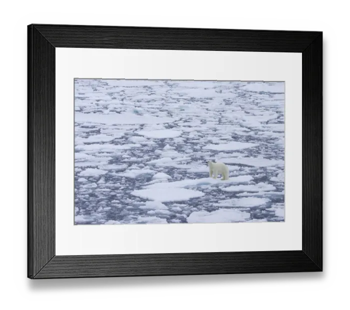 Framed Print : Lone polar bear (Ursus maritimus) wandering on drift ice