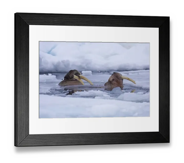 Framed Print : Two male walruses (Odobenus rosmarus) surfacing in breathing hole in drift ice in the Arctic Sea Framed Print : Two male walruses (Odobenus rosmarus) surfacing in breathing hole in drift ice in the Arctic Sea