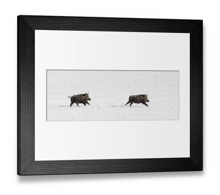 Framed Print : Two fleeing wild boars (Sus scrofa) running over snow covered field in winter Framed Print : Two fleeing wild boars (Sus scrofa) running over snow covered field in winter