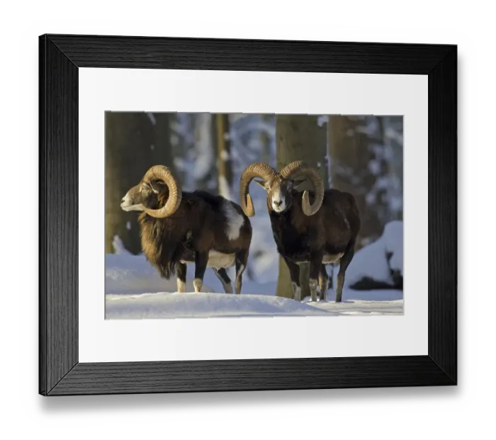Framed Print : Two European Mouflon (Ovis gmelini musimon) (Ovis aries orientalis) rams in forest in the snow in winter