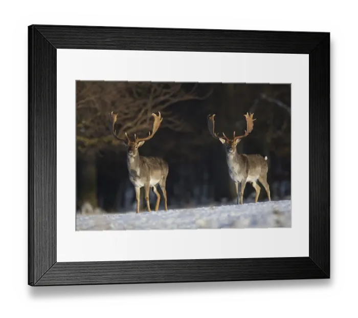 Framed Print : Fallow deer (Dama dama) stags in forest in the snow in winter