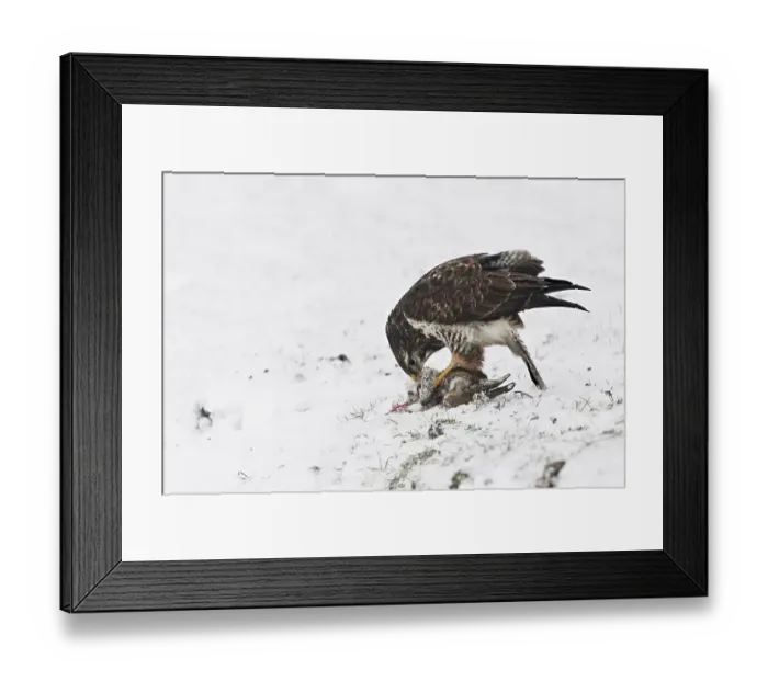 Framed Print : Common Buzzard (Buteo buteo) feeding on dead hare in the snow in winter Framed Print : Common Buzzard (Buteo buteo) feeding on dead hare in the snow in winter
