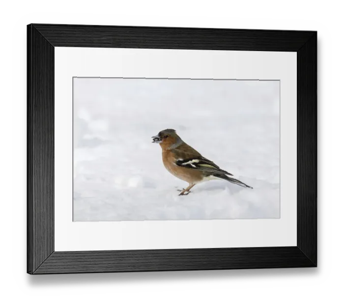 Framed Print : Common chaffinch (Fringilla coelebs) male foraging on the ground in the snow in winter Framed Print : Common chaffinch (Fringilla coelebs) male foraging on the ground in the snow in winter