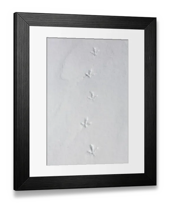 Framed Print : Rock ptarmigan (Lagopus muta) (Lagopus mutus) tracks Framed Print : Rock ptarmigan (Lagopus muta) (Lagopus mutus) tracks