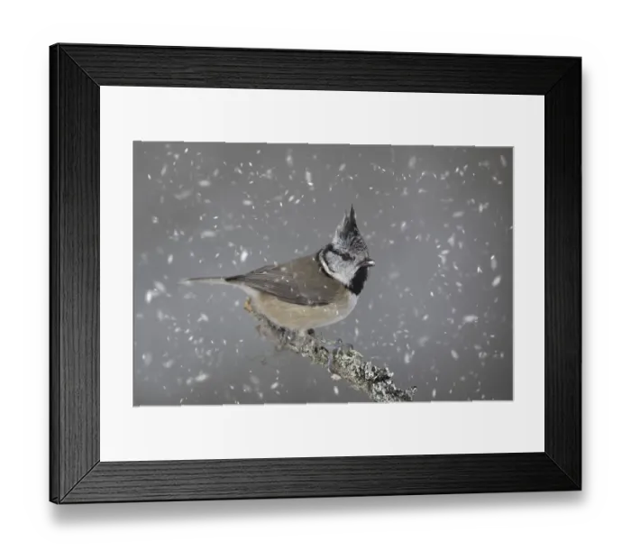 Framed Print : European crested tit (Parus cristatus) perched in tree during snowfall in winter