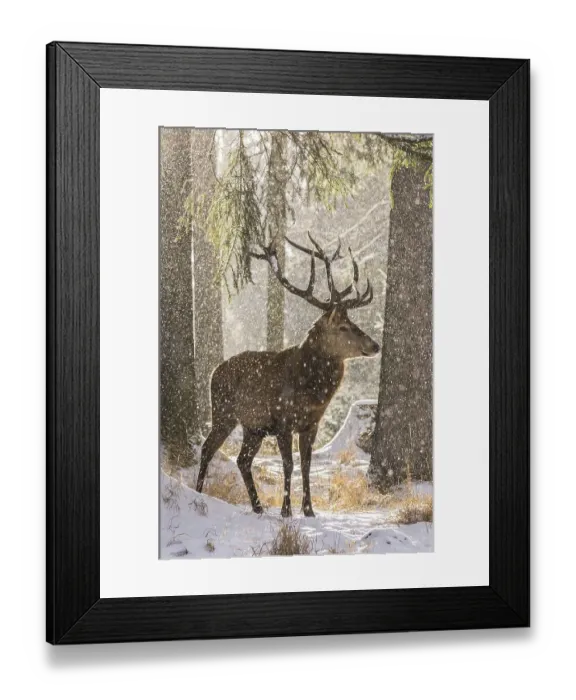 Framed Print : Male red deer in the winter snow-covered forest