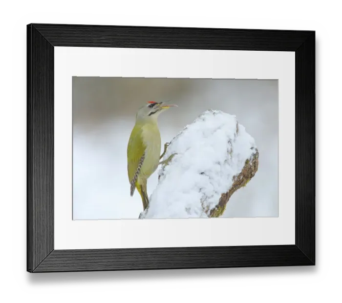 Framed Print : Grey-headed woodpecker (Picus canus)