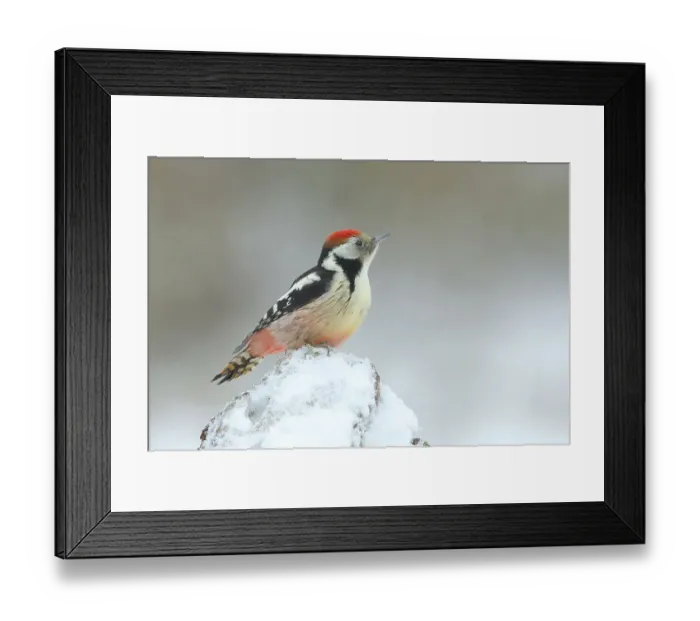Framed Print : Middle Spotted Woodpecker (Dendrocopus medius) Framed Print : Middle Spotted Woodpecker (Dendrocopus medius)