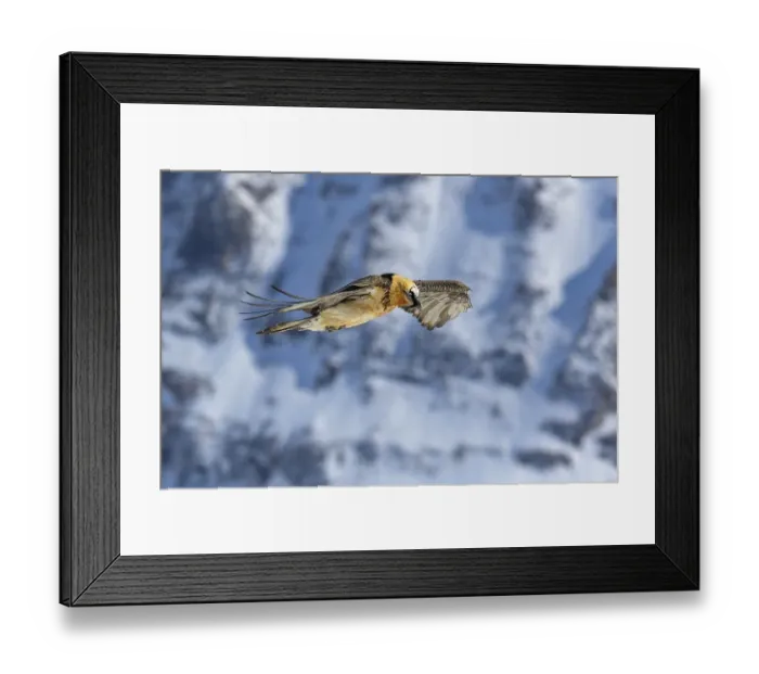 Framed Print : Bearded vulture (Gypaetus barbatus)