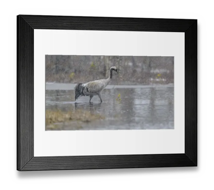 Framed Print : Crane (Grus grus), striding through water in blowing snow in a bog and snowy landscape in early spring Framed Print : Crane (Grus grus), striding through water in blowing snow in a bog and snowy landscape in early spring