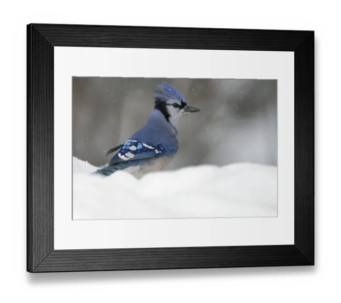 Framed Print : Blue Jay (Cyanocitta cristata)
