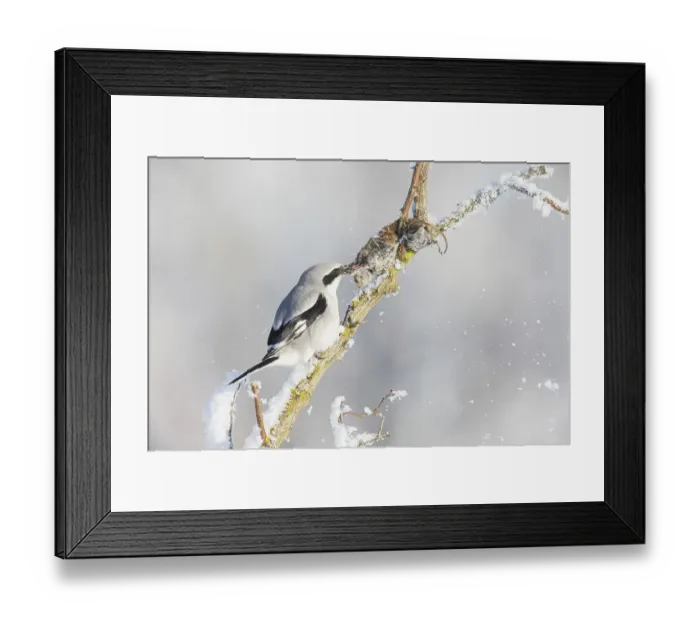 Framed Print : Great Grey Shrike (Lanius excubitor) feeding on impaled mouse in winter Framed Print : Great Grey Shrike (Lanius excubitor) feeding on impaled mouse in winter