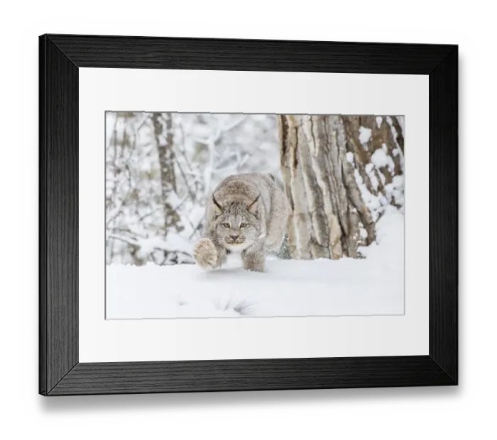Framed Print : A bobcat hunts for prey in a snowy forest habitat Framed Print : A bobcat hunts for prey in a snowy forest habitat