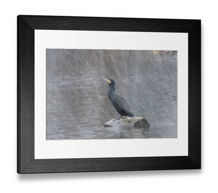 Framed Print : Cormorant (Phalacrocorax carbo) in a snowstorm in the river Lahn