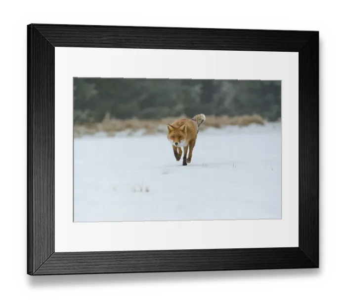 Framed Print : Red fox (Vulpes vulpes), running while catching mice on snow-covered meadow