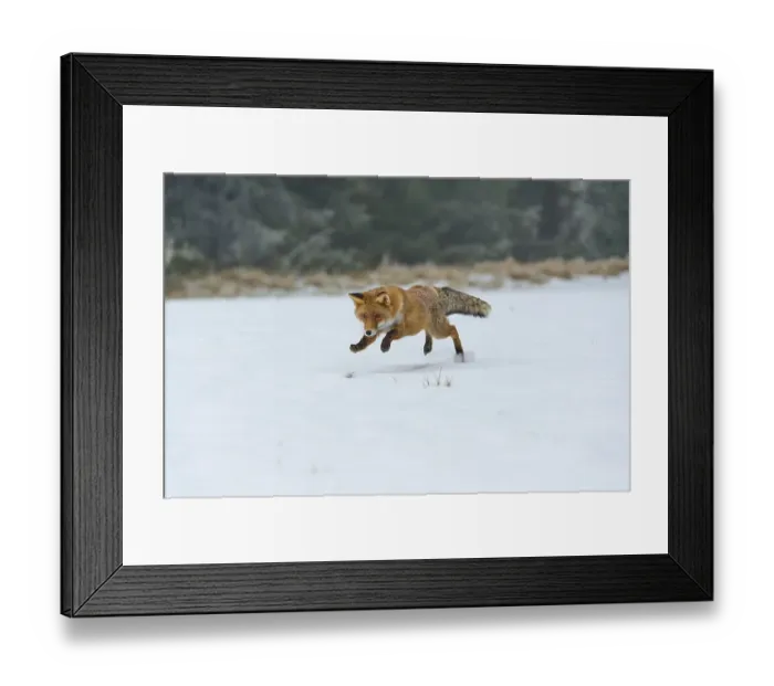 Framed Print : Red fox (Vulpes vulpes), jumps while catching mice on snow-covered meadow