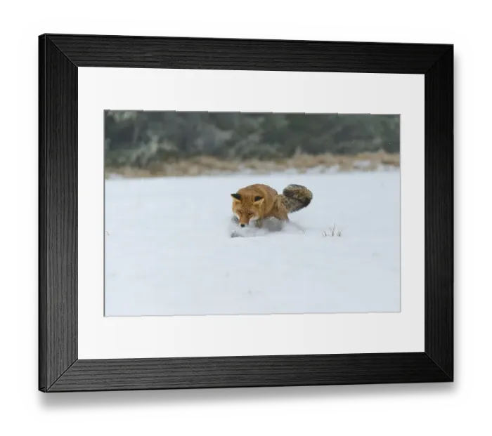 Framed Print : Red fox (Vulpes vulpes), catching mice on a snow-covered meadow