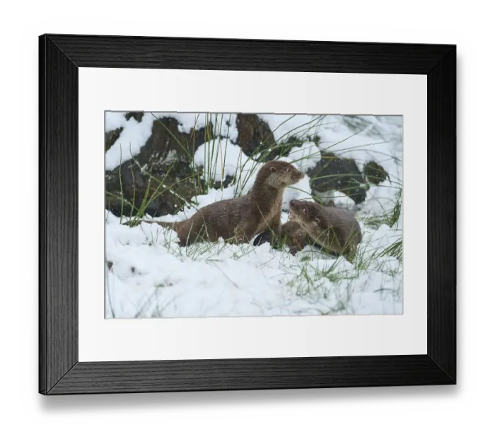 Framed Print : European otter (Lutra lutra), two animals playing in the snow