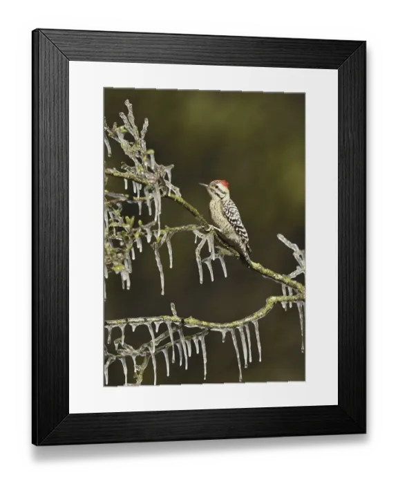 Framed Print : Ladder-backed Woodpecker (Picoides scalaris)