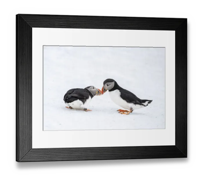 Framed Print : Two puffin (Fratercula arctica) in winter with snow