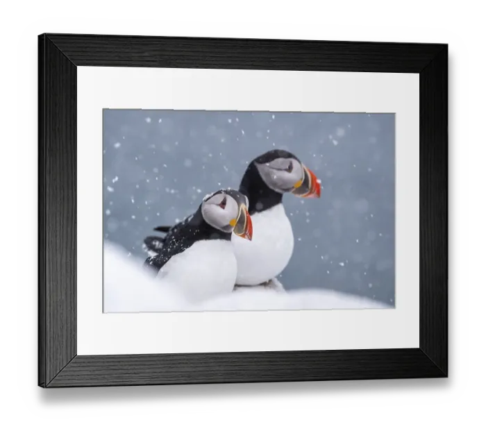 Framed Print : Two puffin (Fratercula arctica) in winter during snowfall Framed Print : Two puffin (Fratercula arctica) in winter during snowfall